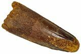 Fossil Spinosaurus Tooth - Real Dinosaur Tooth #327611-1